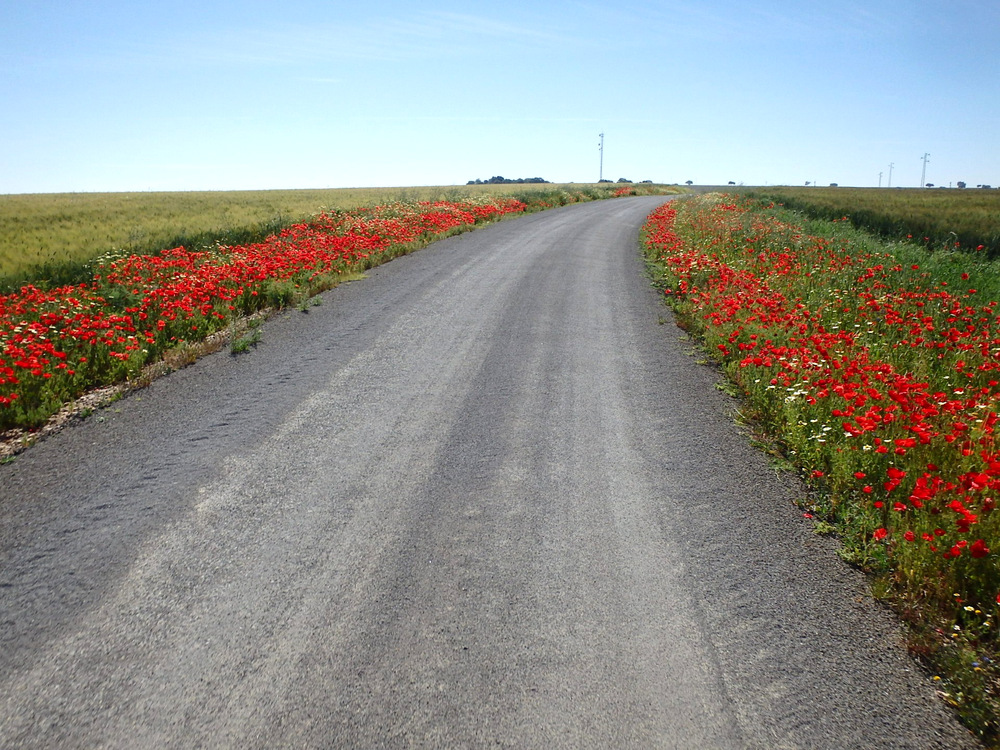 The flowers of Andalucia.